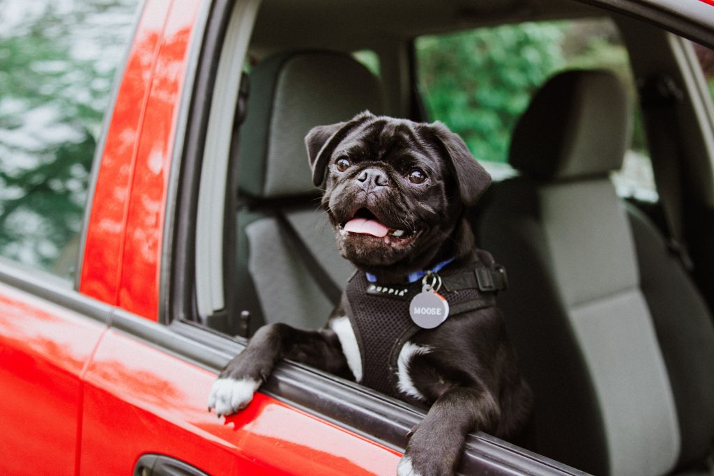 dog inside a car